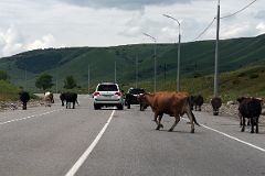 02E We Had To Navigate our Way Around Cows On The Road Towards Terskol And The Mount Elbrus Climb.jpg